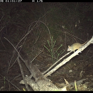 Antechinus flavipes at Shannondale, NSW - 9 Oct 2024 01:01 AM