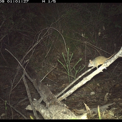 Unidentified Antechinus at Shannondale, NSW - 9 Oct 2024 by PEdwards