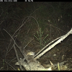 Antechinus flavipes at Shannondale, NSW - 9 Oct 2024 01:01 AM