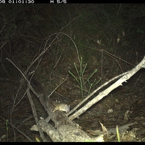 Antechinus flavipes at Shannondale, NSW - 9 Oct 2024 01:01 AM
