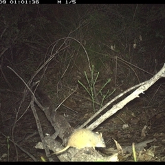 Antechinus flavipes at Shannondale, NSW - 9 Oct 2024 01:01 AM