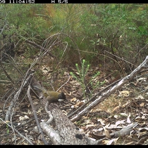 Psophodes olivaceus at Shannondale, NSW - 9 Oct 2024