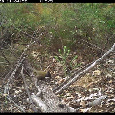 Psophodes olivaceus (Eastern Whipbird) at Shannondale, NSW - 9 Oct 2024 by PEdwards