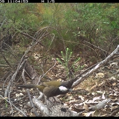 Psophodes olivaceus at Shannondale, NSW - 9 Oct 2024 11:04 AM