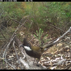 Psophodes olivaceus at Shannondale, NSW - 9 Oct 2024