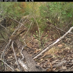 Psophodes olivaceus (Eastern Whipbird) at Shannondale, NSW - 12 Oct 2024 by PEdwards