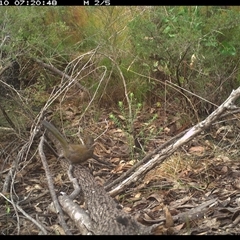 Psophodes olivaceus at Shannondale, NSW - 13 Oct 2024