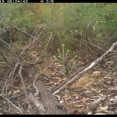 Psophodes olivaceus at Shannondale, NSW - 13 Oct 2024 06:24 AM