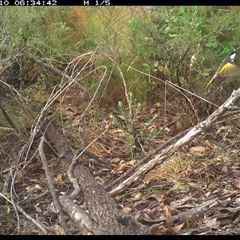 Phylidonyris niger (White-cheeked Honeyeater) at Shannondale, NSW - 9 Oct 2024 by PEdwards