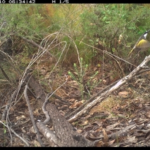 Phylidonyris niger at Shannondale, NSW - 10 Oct 2024 06:34 AM