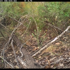 Phylidonyris niger at Shannondale, NSW - 10 Oct 2024 06:34 AM