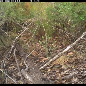 Phylidonyris niger at Shannondale, NSW - 10 Oct 2024