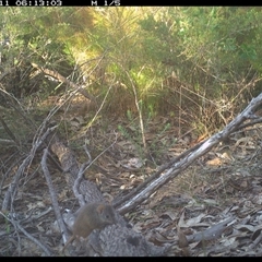 Antechinus flavipes (Yellow-footed Antechinus) at Shannondale, NSW - 11 Oct 2024 by PEdwards