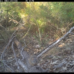 Antechinus flavipes at Shannondale, NSW - 11 Oct 2024 06:13 AM