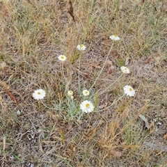 Leucochrysum albicans subsp. tricolor (Hoary Sunray) at Isaacs, ACT - 7 Nov 2024 by Mike