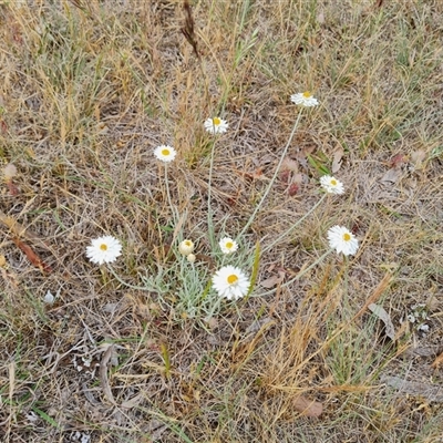 Leucochrysum albicans subsp. tricolor (Hoary Sunray) at Isaacs, ACT - 7 Nov 2024 by Mike