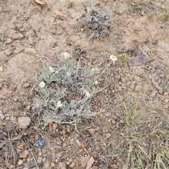 Leucochrysum albicans subsp. tricolor at Isaacs, ACT - 7 Nov 2024