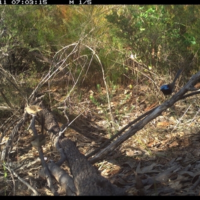 Malurus cyaneus at Shannondale, NSW - 10 Oct 2024 by PEdwards