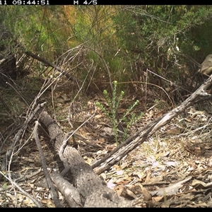 Malurus lamberti at Shannondale, NSW - 11 Oct 2024 09:45 AM