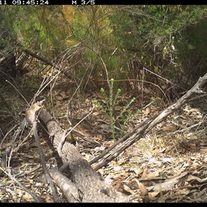 Malurus lamberti at Shannondale, NSW - 11 Oct 2024 09:45 AM