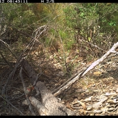 Neochmia temporalis at Shannondale, NSW - 11 Oct 2024 by PEdwards