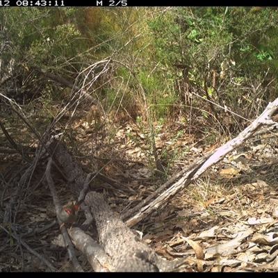 Neochmia temporalis at Shannondale, NSW - 11 Oct 2024 by PEdwards