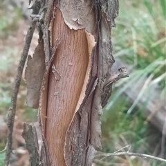 Melaleuca ericifolia (Swamp Paperbark) at Bermagui, NSW - 7 Nov 2024 by TheCrossingLand