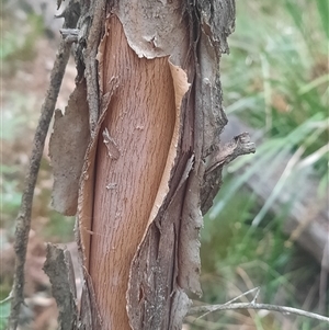 Melaleuca ericifolia at Bermagui, NSW - 7 Nov 2024 05:06 PM