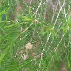 Melaleuca ericifolia at Bermagui, NSW - 7 Nov 2024