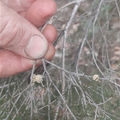 Melaleuca ericifolia at Bermagui, NSW - 7 Nov 2024 05:06 PM