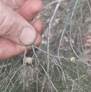 Melaleuca ericifolia at Bermagui, NSW - 7 Nov 2024