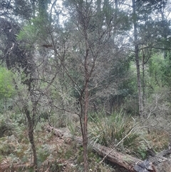 Melaleuca ericifolia at Bermagui, NSW - 7 Nov 2024 05:06 PM