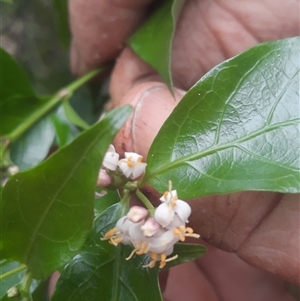 Gynochthodes jasminoides at Bermagui, NSW - 7 Nov 2024