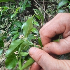 Gynochthodes jasminoides at Bermagui, NSW - 7 Nov 2024