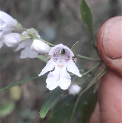 Prostanthera lasianthos (Victorian Christmas Bush) at Bermagui, NSW - 28 Sep 2024 by TheCrossingLand