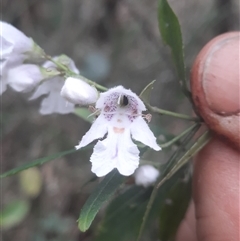 Prostanthera lasianthos (Victorian Christmas Bush) at Bermagui, NSW - 27 Sep 2024 by TheCrossingLand