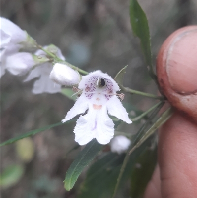 Prostanthera lasianthos (Victorian Christmas Bush) at Bermagui, NSW - 28 Sep 2024 by TheCrossingLand