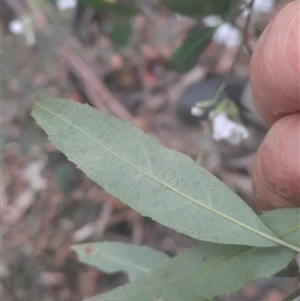 Prostanthera lasianthos at Bermagui, NSW - 28 Sep 2024 08:05 AM