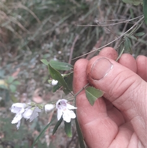 Prostanthera lasianthos at Bermagui, NSW - 28 Sep 2024 08:05 AM