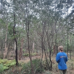 Prostanthera lasianthos at Bermagui, NSW - 28 Sep 2024 08:05 AM