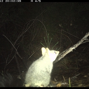 Phascogale tapoatafa at Shannondale, NSW - 12 Oct 2024