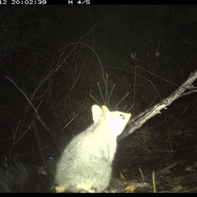 Phascogale tapoatafa (Brush-tailed Phascogale) at Shannondale, NSW - 12 Oct 2024 by PEdwards