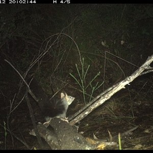 Phascogale tapoatafa at Shannondale, NSW - 12 Oct 2024 08:03 PM