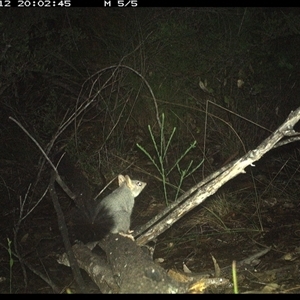 Phascogale tapoatafa at Shannondale, NSW - 12 Oct 2024 08:03 PM