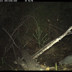 Phascogale tapoatafa at Shannondale, NSW - 12 Oct 2024 08:03 PM