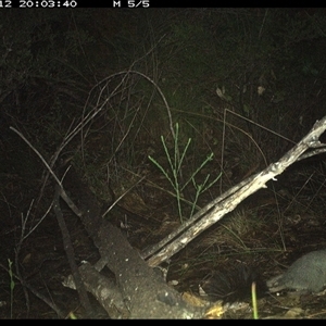 Phascogale tapoatafa at Shannondale, NSW - 12 Oct 2024 08:03 PM