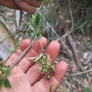 Melicytus dentatus at Bermagui, NSW - 7 Nov 2024