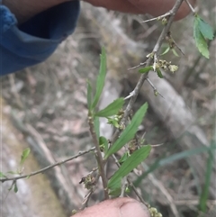 Melicytus dentatus at Bermagui, NSW - 7 Nov 2024 04:49 PM