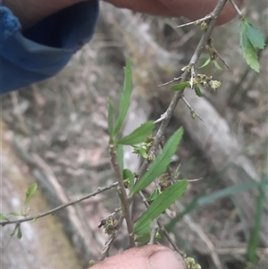 Melicytus dentatus at Bermagui, NSW - 7 Nov 2024