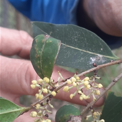 Notelaea venosa (Large Mock Olive) at Bermagui, NSW - 7 Nov 2024 by TheCrossingLand